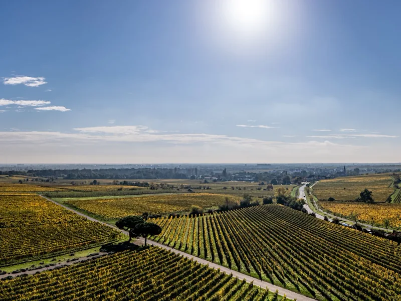 Šumadija 葡萄酒乡